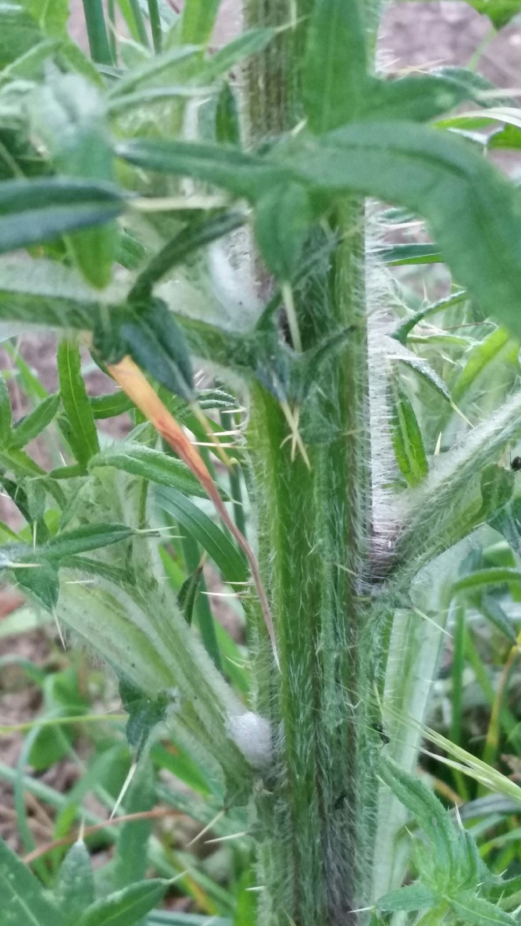 Cirsium vulgare